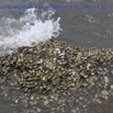 094 Cap Esterias Concretion Coquillages 15E5K3IMG_113727wtmk.jpg