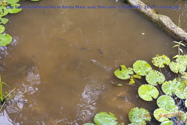 100 Cap Esterias Restaurant le Bantu Mare avec Poissons 15E5K3IMG_113911wtmk.jpg