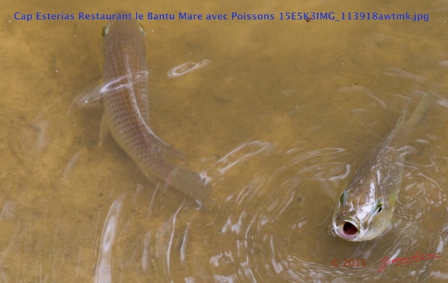 101 Cap Esterias Restaurant le Bantu Mare avec Poissons 15E5K3IMG_113918awtmk.jpg
