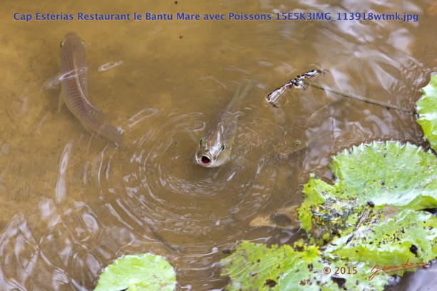 102 Cap Esterias Restaurant le Bantu Mare avec Poissons 15E5K3IMG_113918wtmk.jpg