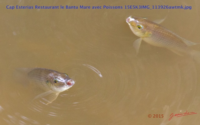 103 Cap Esterias Restaurant le Bantu Mare avec Poissons 15E5K3IMG_113926awtmk.jpg