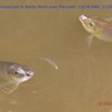 103 Cap Esterias Restaurant le Bantu Mare avec Poissons 15E5K3IMG_113926awtmk.jpg