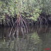 005 NYONIE Mangrove 9E5K2IMG_53778wtmk.jpg