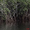 008 NYONIE Mangrove 9E5K2IMG_54169wtmk.jpg