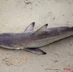 023 NYONIE Jeune Requin Peche 9E5K2IMG_54147wtmk.jpg