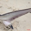 024 NYONIE Jeune Requin Peche 9E5K2IMG_54156wtmk.jpg