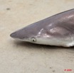 025 NYONIE Jeune Requin Peche 9E5K2IMG_54157wtmk.jpg