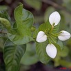 069 NYONIE Fleurs Blanches 9E5K2IMG_53981wtmk.jpg