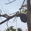 074 NYONIE Fourmiliere Boule 9E5K2IMG_54028wtmk.jpg