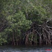 077 NYONIE Mangrove 9E5K2IMG_54174wtmk.jpg