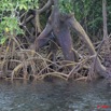 078 NYONIE Mangrove et Arbre 9E5K2IMG_54185wtmk.jpg