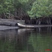 079 NYONIE Mangrove et Pirogue Traditionnelle 9E5K2IMG_53786wtmk.jpg
