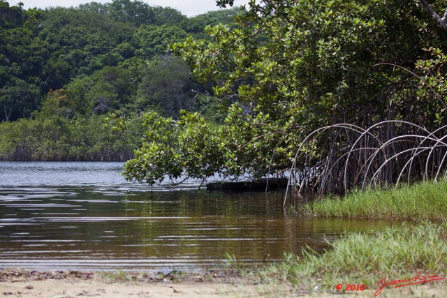 027 GOMBE Mangrove 10E5K2IMG_60870wtmk.jpg