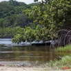027 GOMBE Mangrove 10E5K2IMG_60870wtmk.jpg