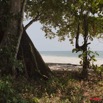 040 GOMBE Plage et Arbre Fromager Kapok 10E5K2IMG_60911wtmk.jpg