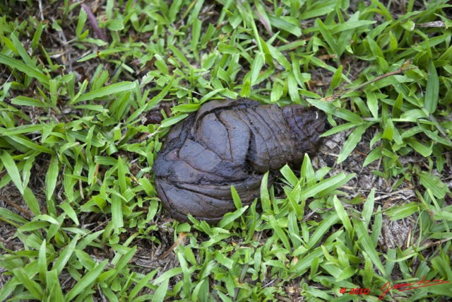 046 GOMBE Feces de Buffle sur le Chemin 10E5K2IMG_61197wtmk.jpg