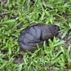 046 GOMBE Feces de Buffle sur le Chemin 10E5K2IMG_61197wtmk.jpg