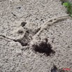 048 GOMBE Fourmiliere dans le Sable 10E5K2IMG_61199wtmk.jpg