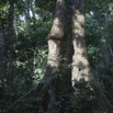 049 GOMBE Foret Arbre 10E5K2IMG_60973wtmk.jpg