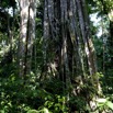 051 GOMBE Foret Arbre Ficus 10E5K2IMG_60976wtmk.jpg