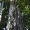 052 GOMBE Foret Arbre Ficus 10E5K2IMG_60977wtmk.jpg