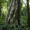 053 GOMBE Foret Arbre 10E5K2IMG_60991wtmk.jpg