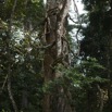 054 GOMBE Foret Lianes 10E5K2IMG_60993wtmk.jpg