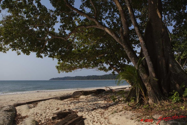 056 GOMBE Plage et Arbre Fromager Kapok 10E5K2IMG_61000wtmk.jpg