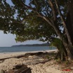 056 GOMBE Plage et Arbre Fromager Kapok 10E5K2IMG_61000wtmk.jpg