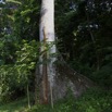 058 GOMBE Arbre Fromager Kapok 10E5K2IMG_61009wtmk.jpg