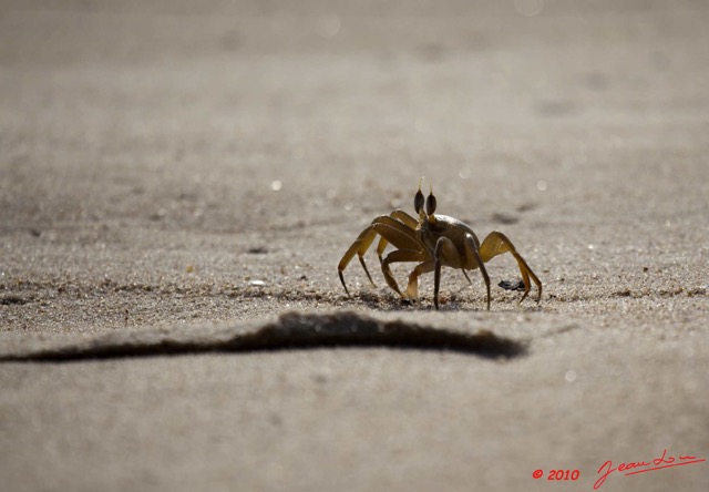 062 GOMBE Crabe 10E5K2IMG_61030wtmk.jpg