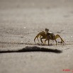 062 GOMBE Crabe 10E5K2IMG_61030wtmk.jpg