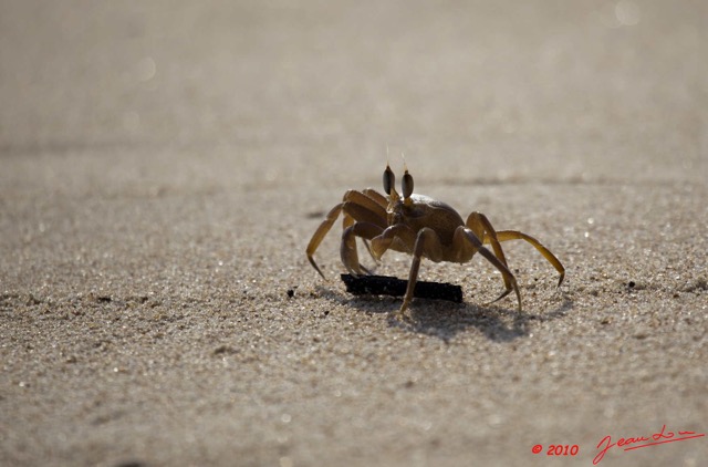 063 GOMBE Crabe 10E5K2IMG_61037wtmk.jpg