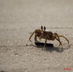 063 GOMBE Crabe 10E5K2IMG_61037wtmk.jpg