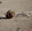 064 GOMBE Crabe 10E5K2IMG_61040wtmk.jpg