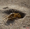 065 GOMBE Crabe 10E5K2IMG_61049wtmk.jpg