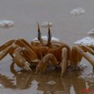 068 GOMBE Crabe 10E5K2IMG_61206awtmk.jpg