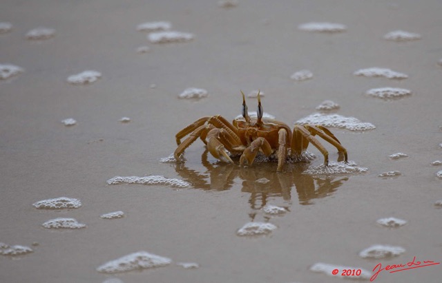 069 GOMBE Crabe 10E5K2IMG_61206wtmk.jpg