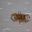 069 GOMBE Crabe 10E5K2IMG_61206wtmk.jpg