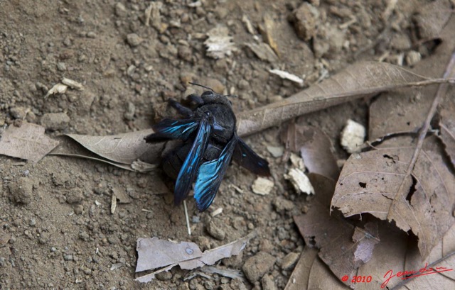 072 GOMBE Insecte 10E5K2IMG_60929wtmk.jpg