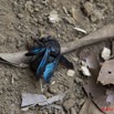 072 GOMBE Insecte 10E5K2IMG_60929wtmk.jpg