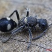 075 GOMBE Insecte Hymenoptere Fourmi 10E5K2IMG_61465wtmk.jpg