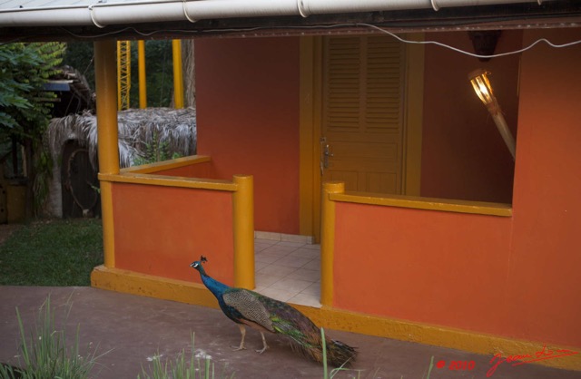 089 GOMBE Oiseau Paon devant la Chambre 10E5K2IMG_61170wtmk.jpg