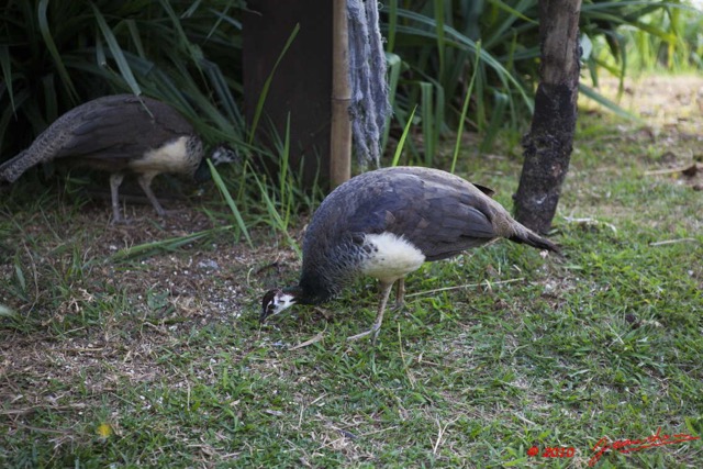 090 GOMBE Oiseau Paon Femelle 10E5K2IMG_61127wtmk.jpg
