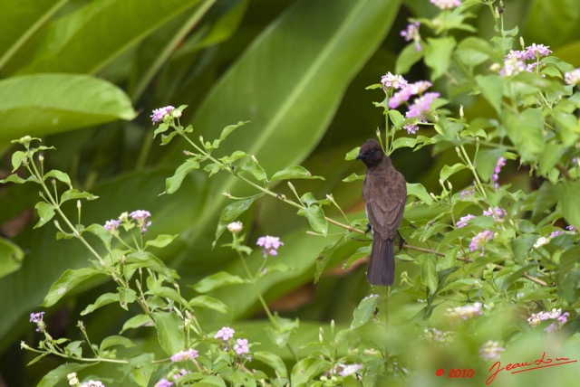 100 GOMBE Oiseau Bulbul PYCNONOTUS Barbatus 10E5K2IMG_61212wtmk.jpg