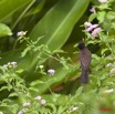 100 GOMBE Oiseau Bulbul PYCNONOTUS Barbatus 10E5K2IMG_61212wtmk.jpg