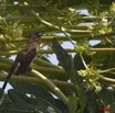 101 GOMBE Oiseau Bulbul PYCNONOTUS Barbatus 10E5K2IMG_61225wtmk.jpg