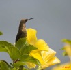 102 GOMBE Oiseau Souimanga 10E5K2IMG_61234wtmk.jpg
