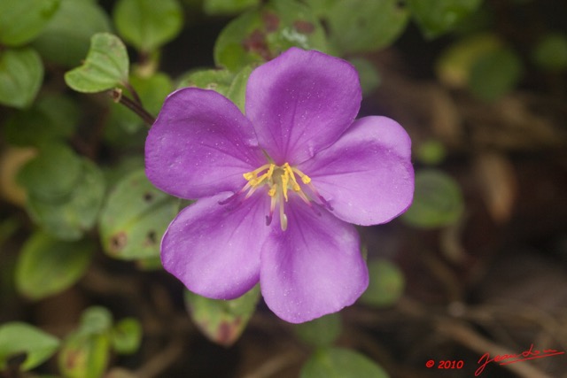 031 WINGOMBE la Foret Fleur Mauve 9E5K2IMG_56805wtmk.jpg