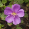 031 WINGOMBE la Foret Fleur Mauve 9E5K2IMG_56805wtmk.jpg